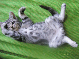 Картинка животные коты