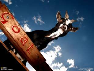 Картинка животные козы