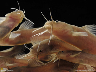 Картинка животные рыбы