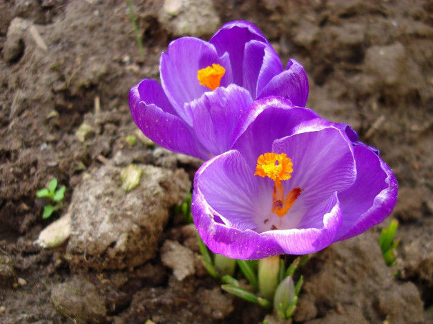 Обои картинки фото цветы, крокусы