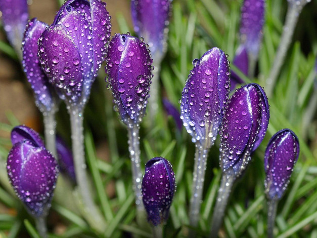 Обои картинки фото цветы, крокусы