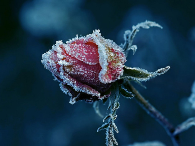 Обои картинки фото цветы, розы