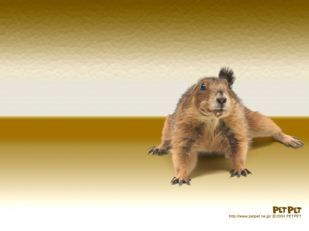 Обои картинки фото животные, белки