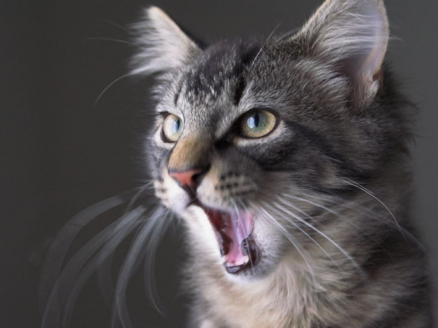 Обои картинки фото животные, коты