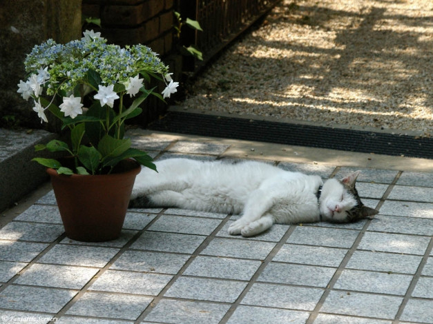 Обои картинки фото животные, коты