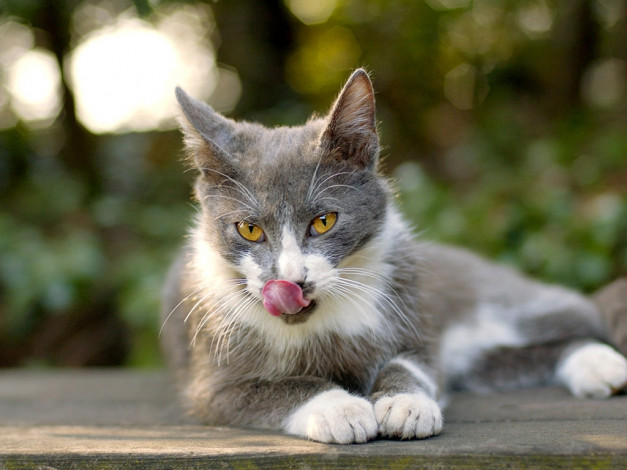 Обои картинки фото животные, коты