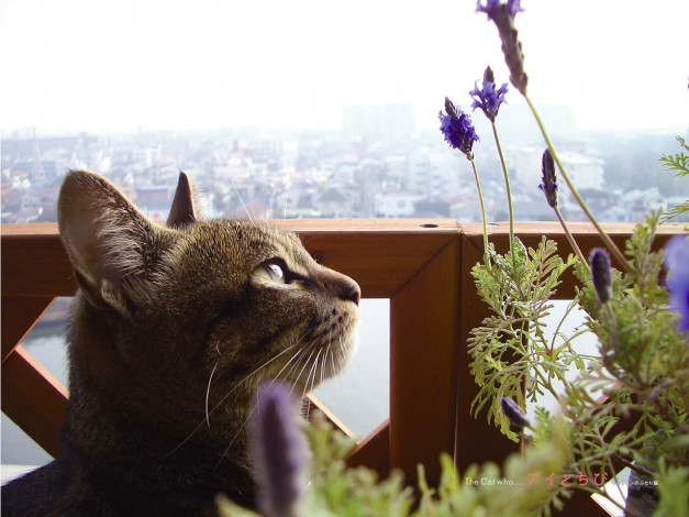 Обои картинки фото животные, коты