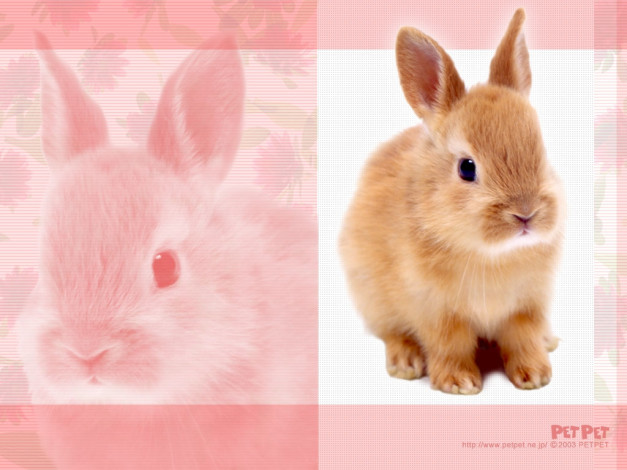 Обои картинки фото животные, кролики, зайцы