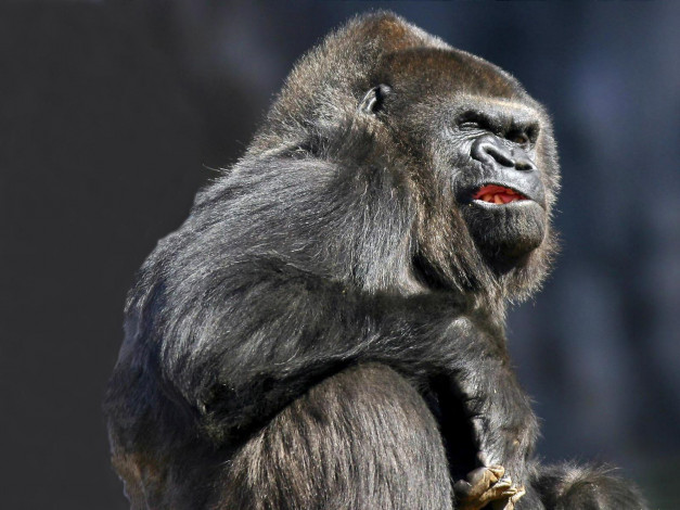 Обои картинки фото животные, обезьяны