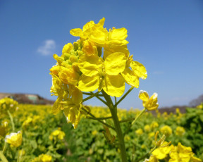 Картинка цветы луговые полевые