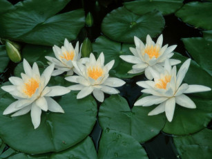 Картинка цветы лилии водяные нимфеи кувшинки