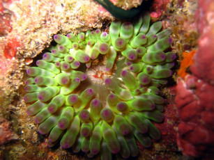 Картинка животные морская фауна