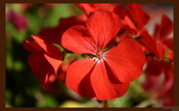 Картинка цветы герань