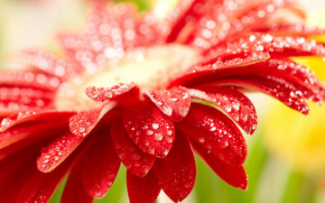 Картинка цветы герберы