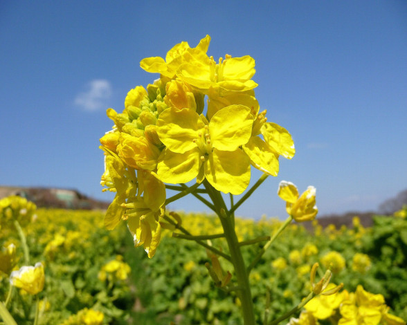 Обои картинки фото цветы, луговые, полевые