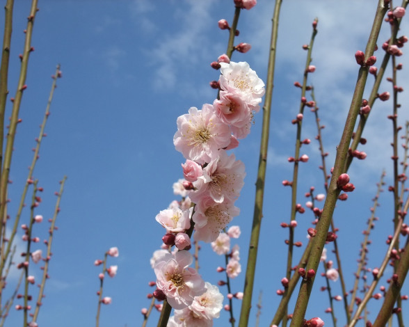 Обои картинки фото цветы, сакура, вишня