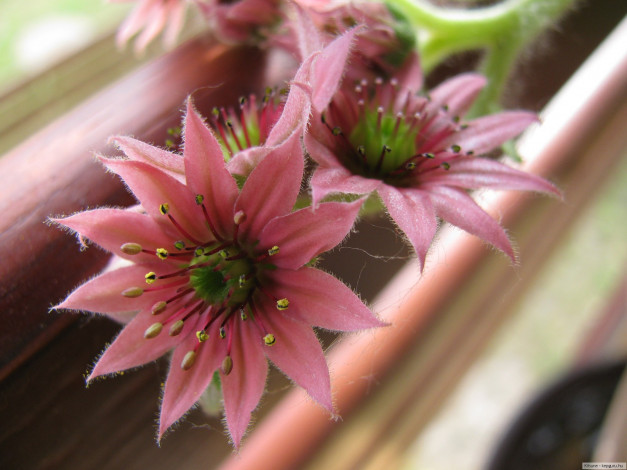 Обои картинки фото цветы