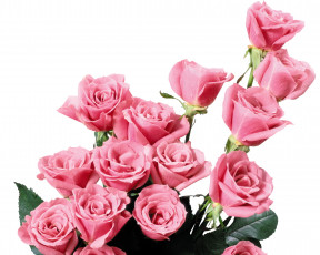 Картинка цветы розы розовые