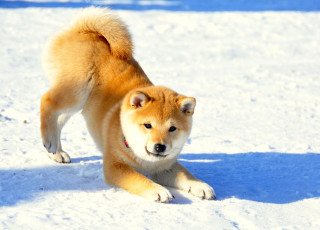 Картинка животные собаки шибу ина щенок хвост