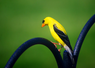 Картинка животные птицы птица