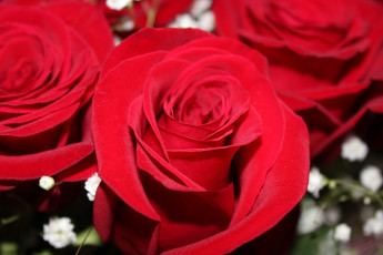 Картинка цветы розы роза красная