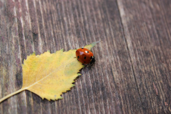 Картинка животные божьи коровки листок божья кровка осень