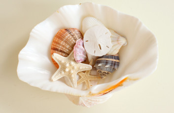 Картинка разное ракушки кораллы декоративные spa камни разные