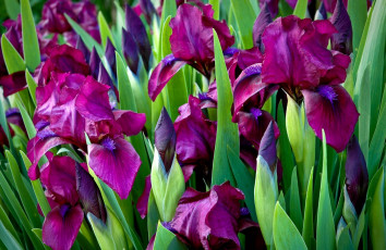 Картинка цветы ирисы лиловый