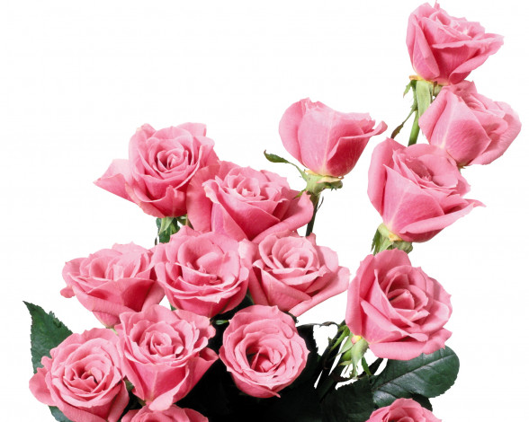 Обои картинки фото цветы, розы, розовые