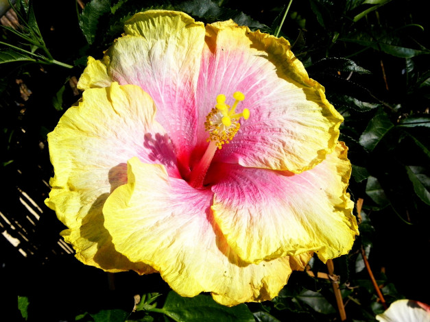 Обои картинки фото цветы, гибискусы, желтый, большой, экзотика