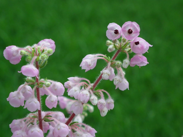 Обои картинки фото цветы, луговые, полевые, цветок