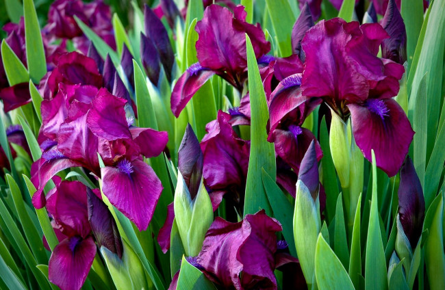 Обои картинки фото цветы, ирисы, лиловый