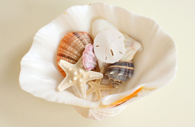 Обои картинки фото разное, ракушки, кораллы, декоративные, spa, камни, разные