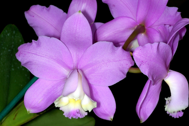 Обои картинки фото цветы, орхидеи, экзотика