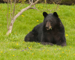 Картинка животные медведи деревце цветы лужайка одуванчики