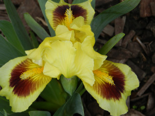 Картинка цветы ирисы макро