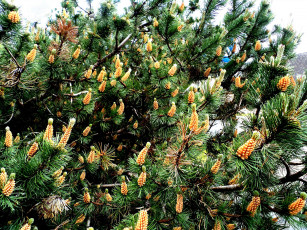 Картинка природа шишки жёлуди каштаны сосна