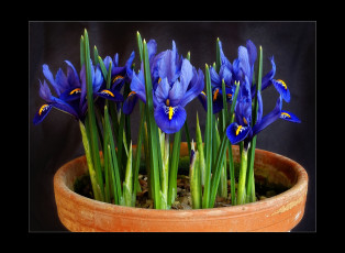 Картинка цветы ирисы синий