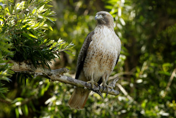 Картинка животные птицы хищники хищник красавец