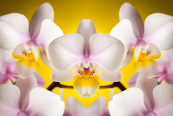 Картинка цветы орхидеи лепестки