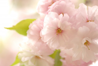 Картинка цветы сакура вишня розовый весна