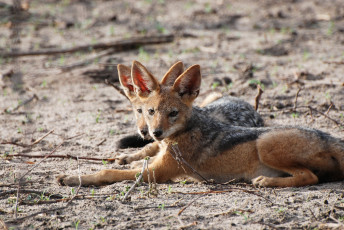Картинка животные другое шакалы природа