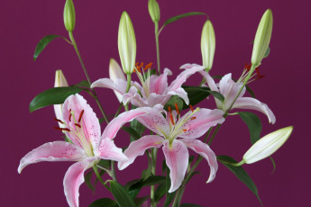 Картинка цветы лилии лилейники розовый бутоны