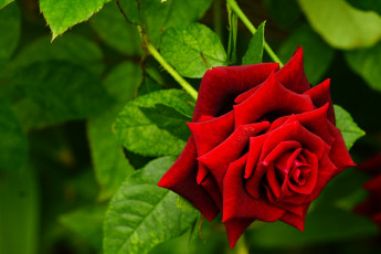 Картинка цветы розы красный