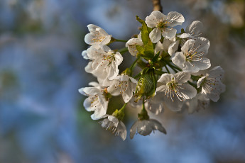 Картинка цветы сакура вишня весна ветка