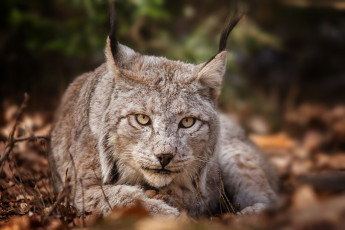 Картинка животные рыси взгляд портрет