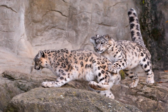 Картинка животные снежный барс ирбис игра бег барсы