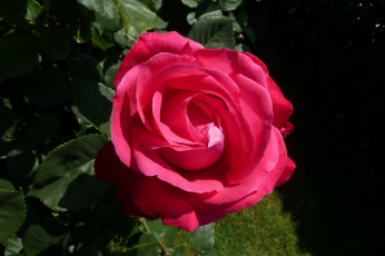 Картинка цветы розы роза