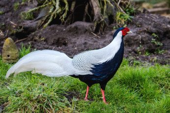 Картинка животные глухари тетерева фазаны хвост