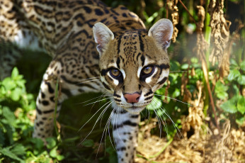 Картинка животные оцелоты кошка оцелот